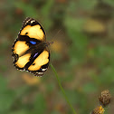 yellow pansy