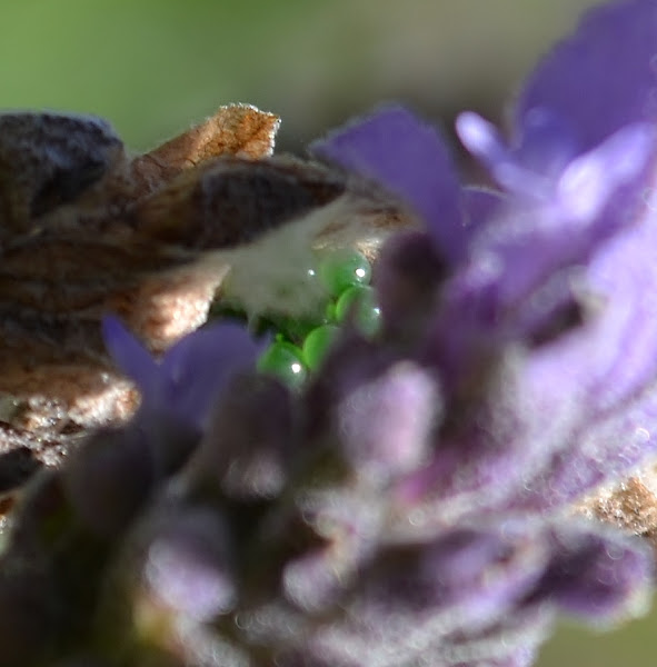 African Mask Crab Spider Eggs Project Noah