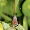 Leaf  Footed Bug (Nymph)