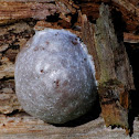 False Puffball, Caca de luna