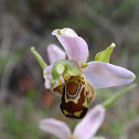 Bee Orchid