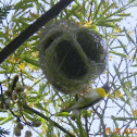 Baya Weaver