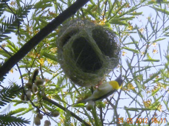 Spotting Image 1