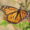Monarch Butterfly