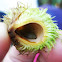 Horse-fly Larvae