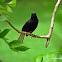 White Vented Shama