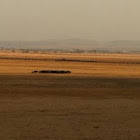  Wild cows