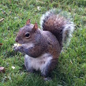 Eastern gray squirrel