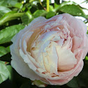 White Peony