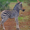 Burchell's Zebra