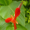 Kardali flower (Indian shot)