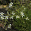 Carolina Sandwort