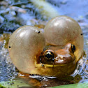 Frog in amplexus