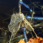 Common Blue damselfly