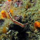 Spotted Hypselodoris