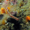 Spotted Hypselodoris