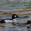 Common Goldeneye