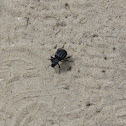 Darkling beetle