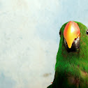 Eclectus Parrot