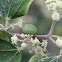 Christ's Thorn Jujube
