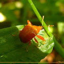 Leaf-rolling weevil