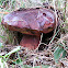 Rhubarb Bolete