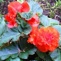 Tuberous begonia