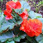 Tuberous begonia