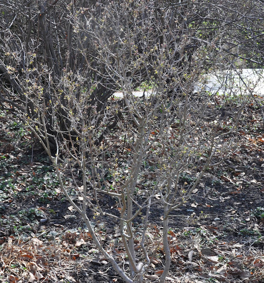 Spotting Image 1