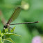 American Rubyspot