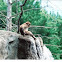 Snow Monkey - Japanese macaque