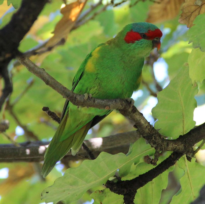 Musk Lorikeet
