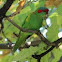Musk Lorikeet