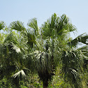 Palm Tree