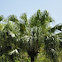 Palm Tree