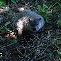 Groundhog