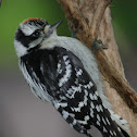 Downy Woodpecker