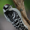 Downy Woodpecker