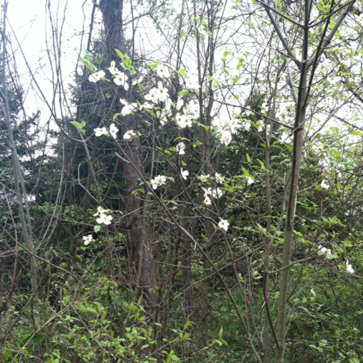 Flowering Dogwood