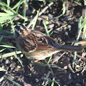 White-throated Sparrow