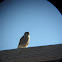 American Kestrel