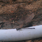 damselfly