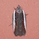 White-edged Ancylis