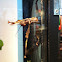 Becho pau e Becho folla(gal), Bicho palo y Bicho hoja, stick insect and leaf insect(ing)