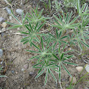 Silky Lupine