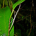 Giant Walking Stick