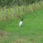 jabiru