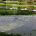 Snowy Egret
