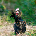 Green Jungle Fowl