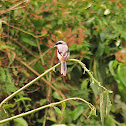 Long-tailed Shrike